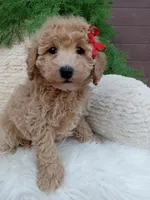 Champ , a male Bichpoo for sale in Sugarcreek, OH – 4 of 4