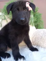 Raven , a female German Shepherd Dog for sale in Sugarcreek, OH – 2 of 4