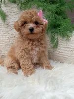 Izzy, a female Bichpoo for sale in Sugarcreek, OH – 2 of 4