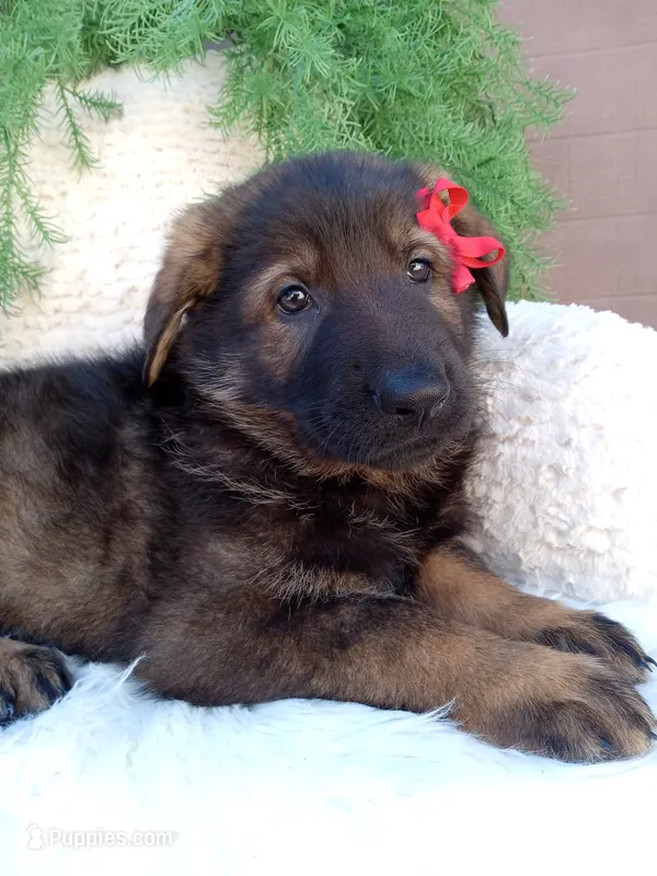 Jack – German Shepherd Dog puppy for sale in Sugarcreek, OH