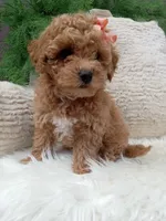 Willow , a female Bichpoo for sale in Sugarcreek, OH – 4 of 4
