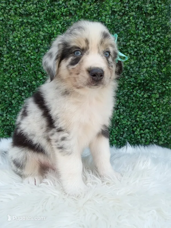 Charles – Australian Shepherd puppy for sale in Sugarcreek, OH