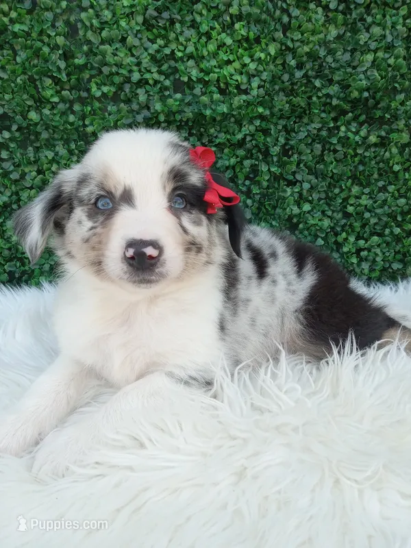 Marshall  – Australian Shepherd puppy for sale in Sugarcreek, OH