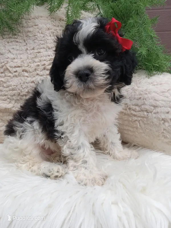 Jax – Shichon puppy for sale in Sugarcreek, OH