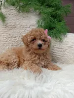 Izzy, a female Bichpoo for sale in Sugarcreek, OH – 1 of 4