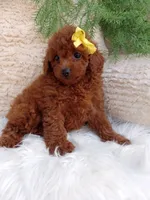 Lexi , a female Poodle - Miniature  for sale in Sugarcreek, OH – 3 of 4