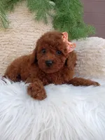 Lilly, a female Poodle - Miniature  for sale in Sugarcreek, OH – 4 of 4