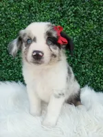 Marshall , a male Australian Shepherd for sale in Sugarcreek, OH – 2 of 4