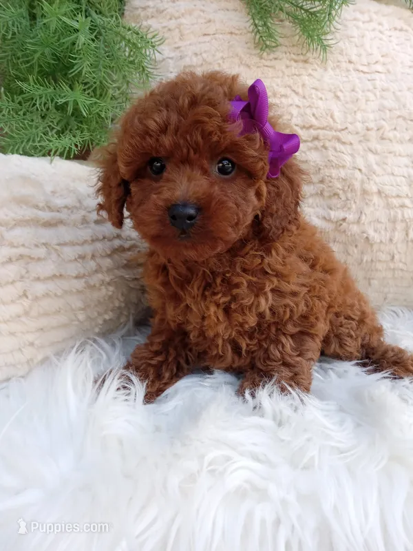 Tracy  – Poodle - Miniature  puppy for sale in Sugarcreek, OH