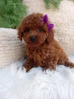 Tracy , a female Poodle - Miniature  for sale in Sugarcreek, OH – 1 of 4