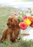 F1b Anson, a male Miniature Goldendoodle for sale in Spring Hope, NC – 2 of 4