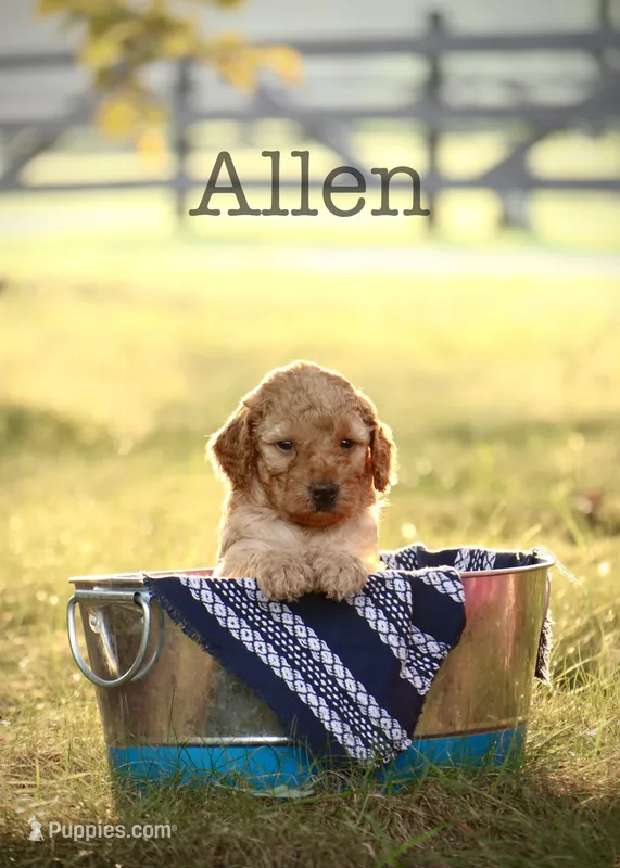 F1B Allen – Miniature Goldendoodle puppy for sale in Spring Hope, NC