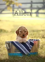 F1B Allen, a male Miniature Goldendoodle for sale in Spring Hope, NC – 1 of 2