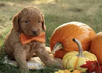 F1b Autumn, a female Miniature Goldendoodle for sale in Spring Hope, NC – Photo 2 of 4