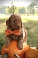 F1b Autumn, a female Miniature Goldendoodle for sale in Spring Hope, NC – Photo 3 of 4