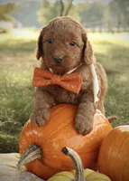 F1b Autumn, a female Miniature Goldendoodle for sale in Spring Hope, NC – Photo 4 of 4