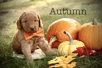 F1b Autumn, a female Miniature Goldendoodle for sale in Spring Hope, NC – Photo 1 of 4