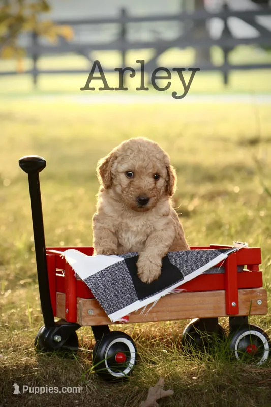 F1B Arley – Miniature Goldendoodle puppy for sale in Spring Hope, NC