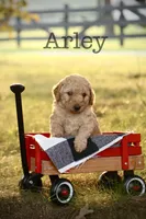 F1B Arley, a male Miniature Goldendoodle for sale in Spring Hope, NC – 1 of 2