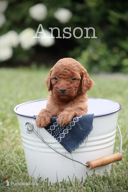 F1b Anson – Miniature Goldendoodle puppy for sale in Spring Hope, NC