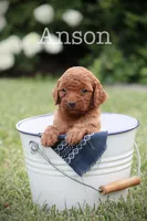 F1b Anson, a male Miniature Goldendoodle for sale in Spring Hope, NC – 1 of 2