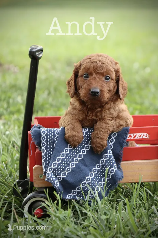 F1B Andy – Miniature Goldendoodle puppy for sale in Spring Hope, NC