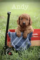 F1B Andy, a male Miniature Goldendoodle for sale in Spring Hope, NC – 1 of 2