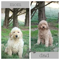 F1b Axel, a male Miniature Goldendoodle for sale in Spring Hope, NC – 3 of 3