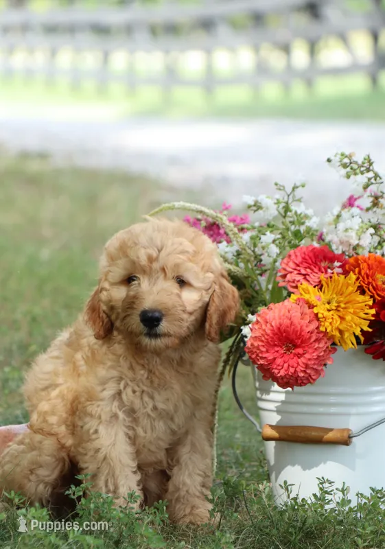 F1B Ally – Miniature Goldendoodle puppy for sale in Spring Hope, NC