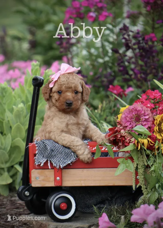 F1B Abby – Miniature Goldendoodle puppy for sale in Spring Hope, NC