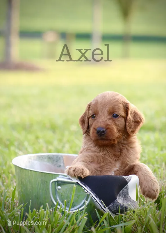 F1b Axel – Miniature Goldendoodle puppy for sale in Spring Hope, NC