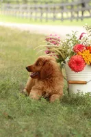 F1b Axel, a male Miniature Goldendoodle for sale in Spring Hope, NC – 2 of 5