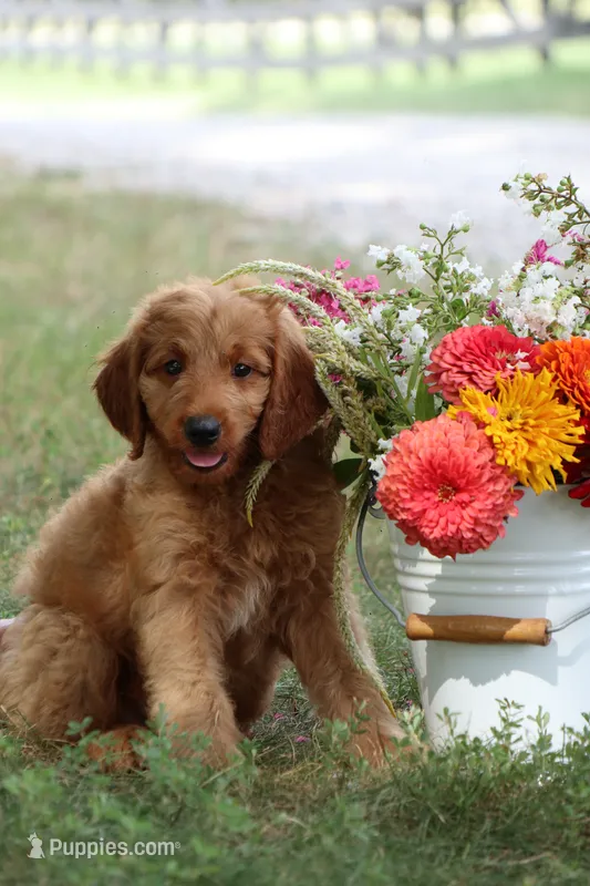 F1b Axel – Miniature Goldendoodle puppy for sale in Spring Hope, NC