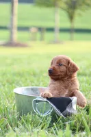 F1b Axel, a male Miniature Goldendoodle for sale in Spring Hope, NC – 2 of 3