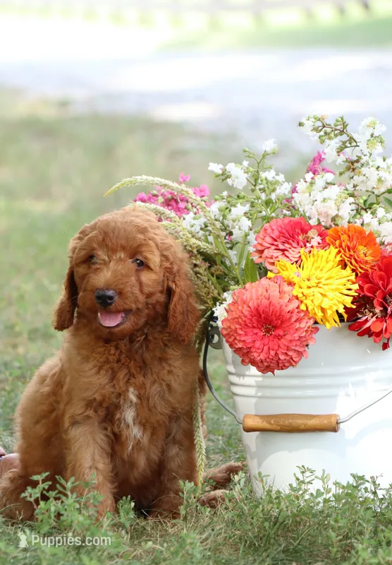 F1b Anson – Miniature Goldendoodle puppy for sale in Spring Hope, NC