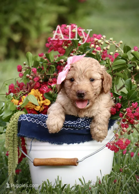 F1B Ally – Miniature Goldendoodle puppy for sale in Spring Hope, NC