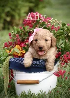 F1B Ally, a female Miniature Goldendoodle for sale in Spring Hope, NC – 1 of 2