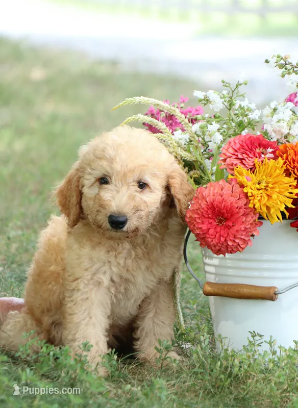 F1B Arley – Miniature Goldendoodle puppy for sale in Spring Hope, NC