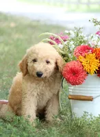 F1B Arley, a male Miniature Goldendoodle for sale in Spring Hope, NC – 1 of 3
