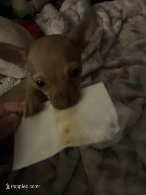 No names  – Jack Russell Terrier puppy for sale in Pennsauken, NJ