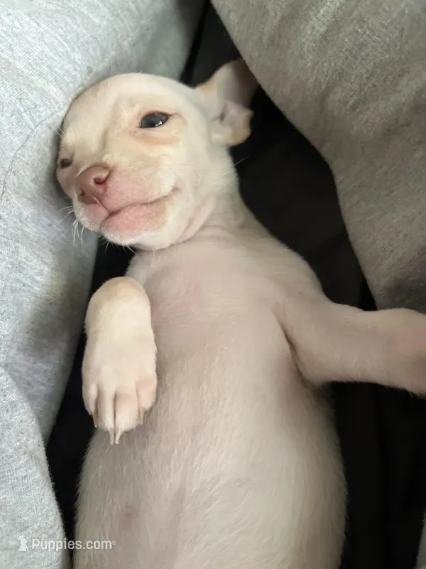 No name – Jack Russell Terrier puppy for sale in Pennsauken, NJ