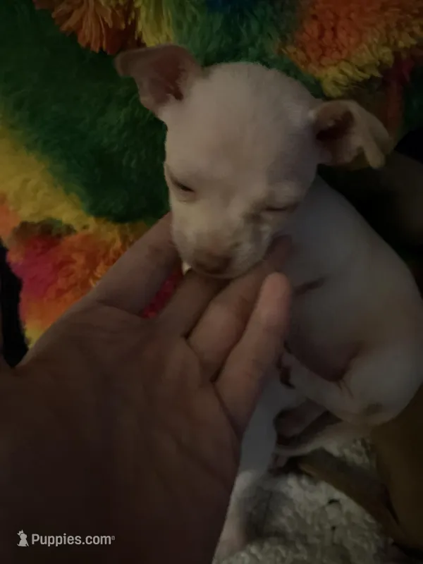No name  – Jack Russell Terrier puppy for sale in Pennsauken, NJ