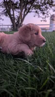 Rosie , a female Golden Retriever for sale in Leola, PA – 2 of 7