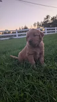 Burle, a male Golden Retriever for sale in Leola, PA – 3 of 8
