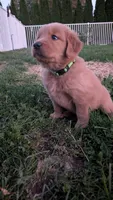 Crispy , a female Golden Retriever for sale in Leola, PA – 6 of 9