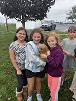 Lady, a female Golden Retriever for sale in Leola, PA – 4 of 7