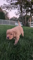 Blossom, a female Golden Retriever for sale in Leola, PA – 2 of 7