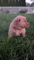 Crispy , a female Golden Retriever for sale in Leola, PA – 2 of 9