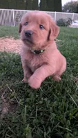 Crispy , a female Golden Retriever for sale in Leola, PA – 1 of 9