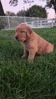 Burle, a male Golden Retriever for sale in Leola, PA – 6 of 8